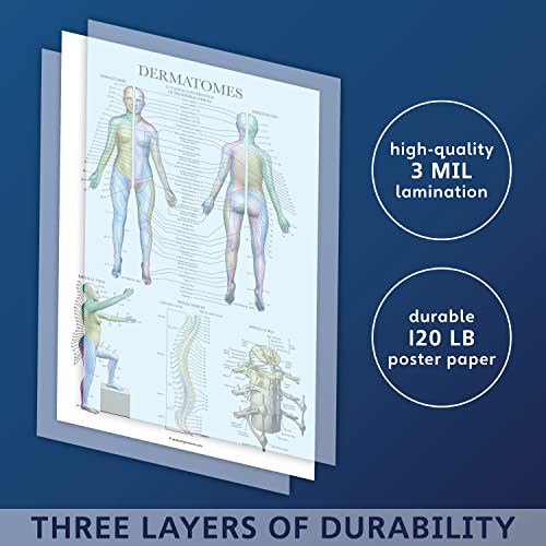 Palace Learning Dermatomes & Nervous System Anatomical Chart - Dermatomes Anatomy Poster