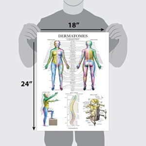 Palace Learning Dermatomes & Nervous System Anatomical Chart - Dermatomes Anatomy Poster