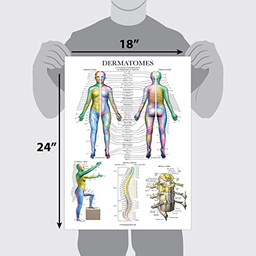 Palace Learning Dermatomes & Nervous System Anatomical Chart - Dermatomes Anatomy Poster