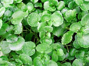 200+ watercress seeds heirloom non-gmo delicious superfood! easy to grow! from usa