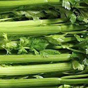 Celery Seed, Tendercrisp, 25 Seeds, Heirloom, Non GMO, for Gardening