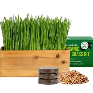 the cat ladies cat grass kit (organic) with rustic wood planter, seed and soil. easy to grow for indoor or outdoor cats, dogs and other pets. prevent hairballs and aid digestion