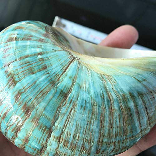Wixine 1Pcs 10cm Green Turbo Natural Rare Real Sea Shell Conch Stunning Healing Decor Ocean