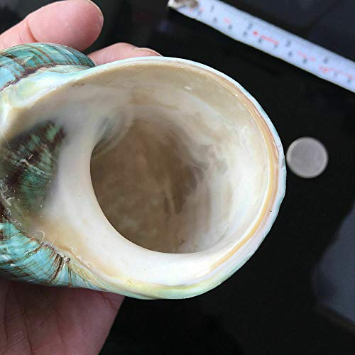 Wixine 1Pcs 10cm Green Turbo Natural Rare Real Sea Shell Conch Stunning Healing Decor Ocean