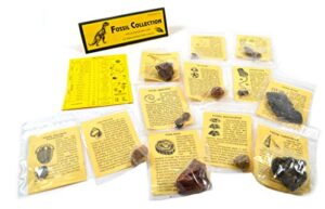 eisco 12 piece deluxe fossil collection - includes 12 samples, information cards and a geological timescale - great for introductory fossil study