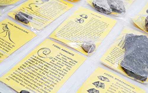 EISCO 12 Piece Deluxe Fossil Collection - Includes 12 Samples, Information Cards and a Geological Timescale - Great for Introductory Fossil Study