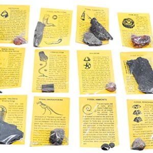 EISCO 12 Piece Deluxe Fossil Collection - Includes 12 Samples, Information Cards and a Geological Timescale - Great for Introductory Fossil Study