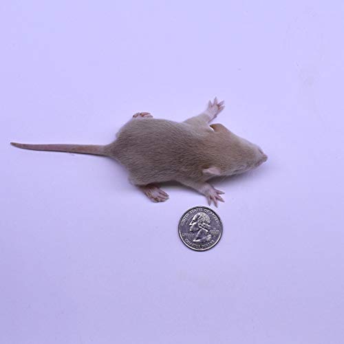 MiceDirect 20 Pup Rats: Pack of Frozen Pup Feeder Rats - Food for Corn Snakes, Ball Pythons, Lizards and Other Pet Reptiles - Freshest Snake Feed Supplies