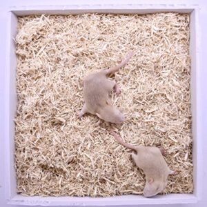 MiceDirect 20 Pup Rats: Pack of Frozen Pup Feeder Rats - Food for Corn Snakes, Ball Pythons, Lizards and Other Pet Reptiles - Freshest Snake Feed Supplies