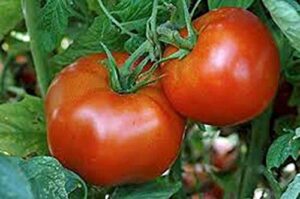 tomato, rutgers, heirloom, 25 seeds, deliciously sweet red tasty fruit