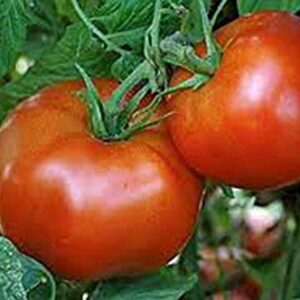 Tomato, Rutgers, Heirloom, 25 Seeds, Deliciously Sweet RED Tasty Fruit