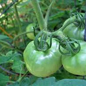 Tomato, Rutgers, Heirloom, 25 Seeds, Deliciously Sweet RED Tasty Fruit