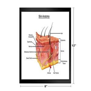 Human Skin Anatomy Cross Section Diagram Chart Art Print Stand or Hang Wood Frame Display Poster Print 13x9