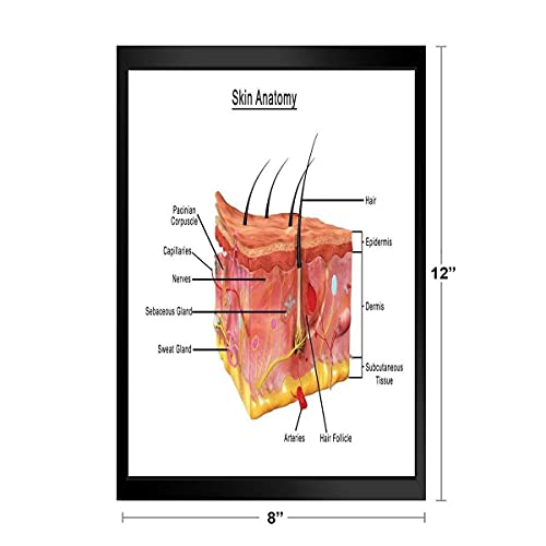 Human Skin Anatomy Cross Section Diagram Chart Art Print Stand or Hang Wood Frame Display Poster Print 13x9