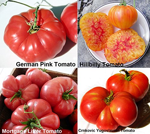 ***Mixed Seeds!!!*** This is A Mix!!! 30+ Giant Tomato Seeds, Mix of 22 Varieties, Heirloom Non-GMO, US Grown, Brandywine Black, Red, Yellow & Pink, Mr. Stripey, Old German, Black Krim, from USA