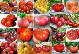 ***mixed seeds!!!*** this is a mix!!! 30+ giant tomato seeds, mix of 22 varieties, heirloom non-gmo, us grown, brandywine black, red, yellow & pink, mr. stripey, old german, black krim, from usa