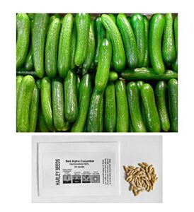 us grown! 30+ persian beit alpha (a.k.a. lebanese) cucumber seeds heirloom non-gmo burpless sweet non-bitter and acid free, crispy and sweet, fragrant and delicious, cucumis sativus, grown in usa!