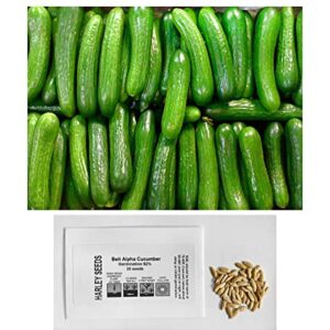 US Grown! 30+ Persian Beit Alpha (a.k.a. Lebanese) Cucumber Seeds Heirloom Non-GMO Burpless Sweet Non-Bitter and Acid Free, Crispy and Sweet, Fragrant and Delicious, Cucumis sativus, Grown in USA!