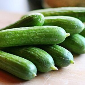 US Grown! 30+ Persian Beit Alpha (a.k.a. Lebanese) Cucumber Seeds Heirloom Non-GMO Burpless Sweet Non-Bitter and Acid Free, Crispy and Sweet, Fragrant and Delicious, Cucumis sativus, Grown in USA!