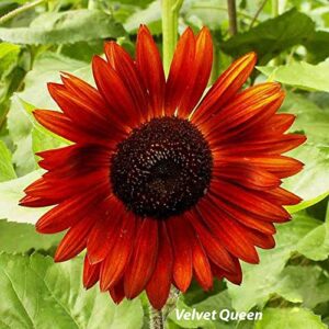 1,000+ Sunflower Seeds for Planting - Mix of 9 Sunflower Varieties - Plant and Grow a Beautiful Sunflower Garden - Easy to Grow, Non-GMO Seeds