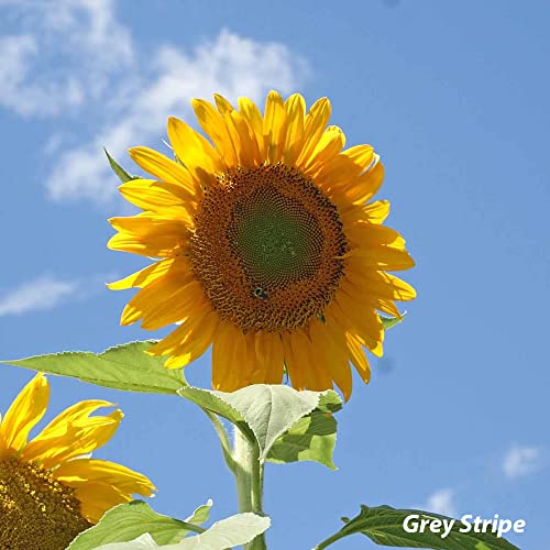 1,000+ Sunflower Seeds for Planting - Mix of 9 Sunflower Varieties - Plant and Grow a Beautiful Sunflower Garden - Easy to Grow, Non-GMO Seeds