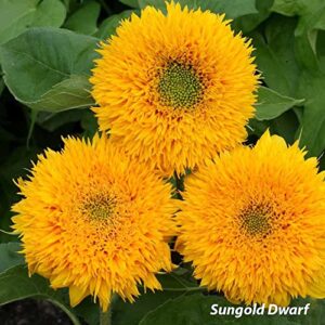 1,000+ Sunflower Seeds for Planting - Mix of 9 Sunflower Varieties - Plant and Grow a Beautiful Sunflower Garden - Easy to Grow, Non-GMO Seeds