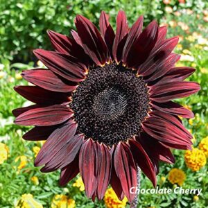 1,000+ Sunflower Seeds for Planting - Mix of 9 Sunflower Varieties - Plant and Grow a Beautiful Sunflower Garden - Easy to Grow, Non-GMO Seeds