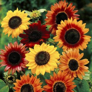 1,000+ Sunflower Seeds for Planting - Mix of 9 Sunflower Varieties - Plant and Grow a Beautiful Sunflower Garden - Easy to Grow, Non-GMO Seeds