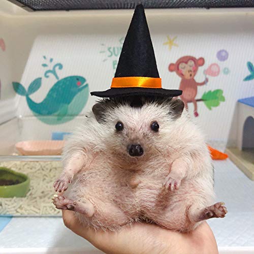 Lizard Clothes for Bearded Dragons, Halloween wizard Hat with Elastic Chin Strap Reptile Apparel Outfit Witch Cap Halloween Costume Party Cosplay Dress up Photo Props for Small Animals (Black)