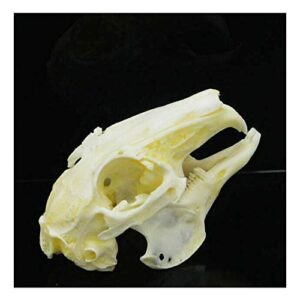 wixine 1pcs cottontail rabbit skull specimen animal bone specimen