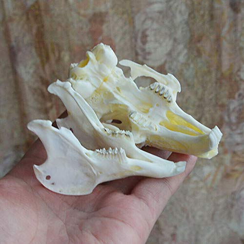 Wixine 1Pcs Cottontail Rabbit Skull Specimen Animal Bone Specimen