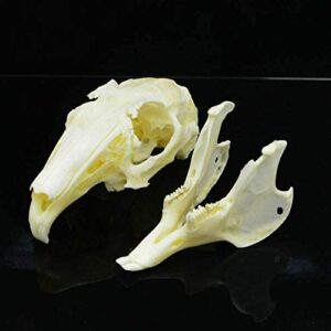 Wixine 1Pcs Cottontail Rabbit Skull Specimen Animal Bone Specimen