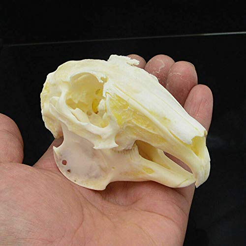 Wixine 1Pcs Cottontail Rabbit Skull Specimen Animal Bone Specimen