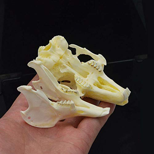 Wixine 1Pcs Cottontail Rabbit Skull Specimen Animal Bone Specimen