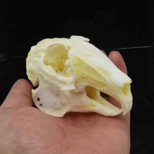 Wixine 1Pcs Cottontail Rabbit Skull Specimen Animal Bone Specimen