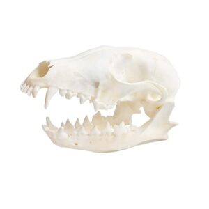 wixine 1pcs real red fox bones skull fox head skeleton natural teeth bone specimen model