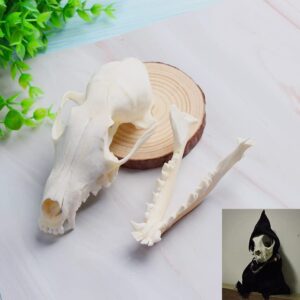 Wixine 1Pcs Real Red Fox Bones Skull Fox Head Skeleton Natural Teeth Bone Specimen Model