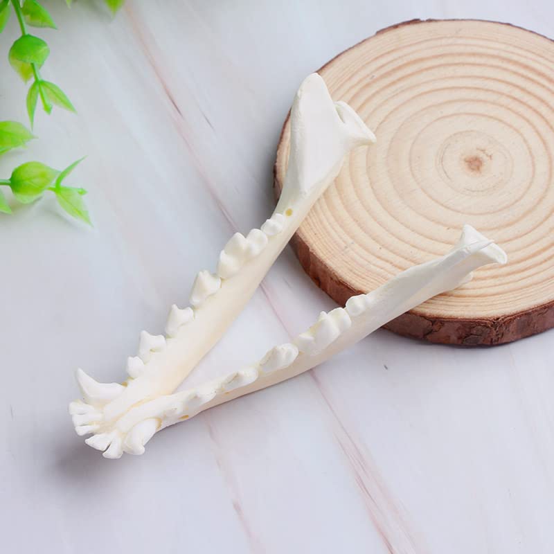 Wixine 1Pcs Real Red Fox Bones Skull Fox Head Skeleton Natural Teeth Bone Specimen Model