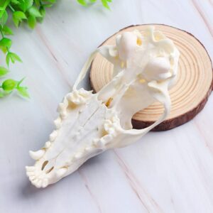 Wixine 1Pcs Real Red Fox Bones Skull Fox Head Skeleton Natural Teeth Bone Specimen Model