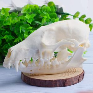 Wixine 1Pcs Real Red Fox Bones Skull Fox Head Skeleton Natural Teeth Bone Specimen Model