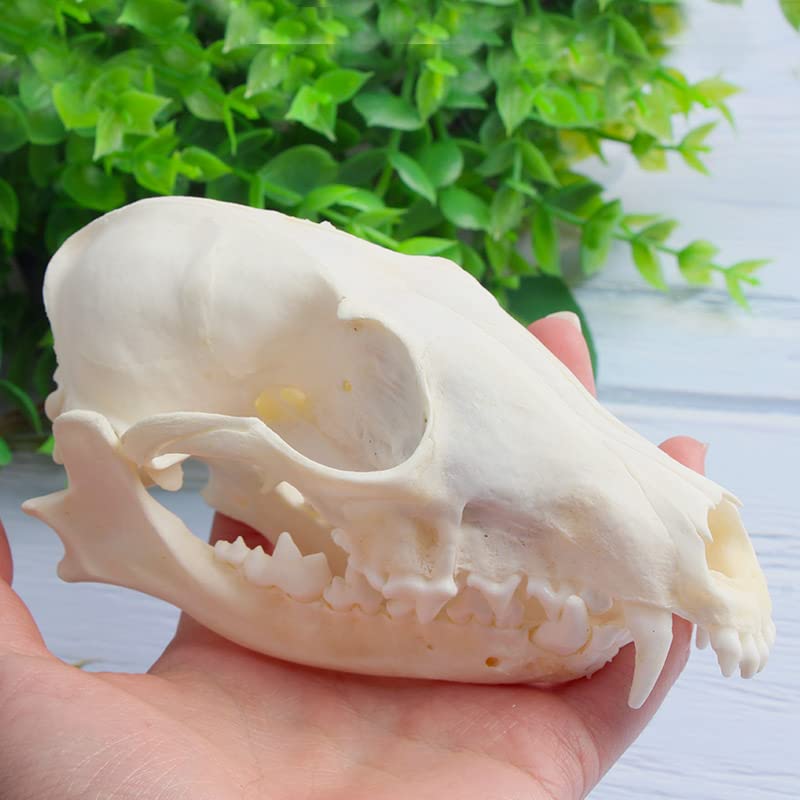 Wixine 1Pcs Real Red Fox Bones Skull Fox Head Skeleton Natural Teeth Bone Specimen Model