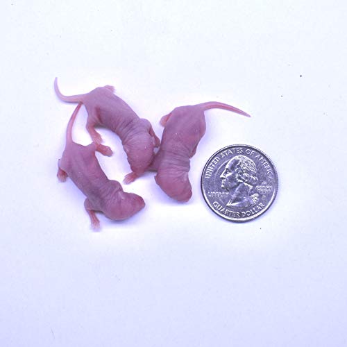 MiceDirect Frozen Pinkie Feeder Mice Food for Corn Snakes Ball Pythons Lizards (20 Count)