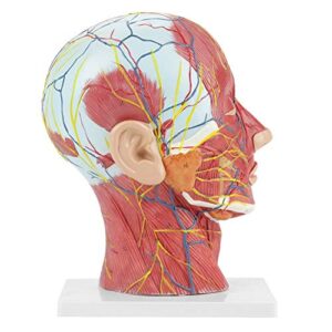 brain model anatomical medical scientific education human head brain neck median section study model with muscular vascular internal structure