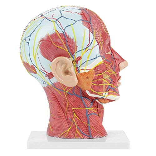 Brain Model Anatomical Medical Scientific Education Human Head Brain Neck Median Section Study Model with Muscular Vascular Internal Structure