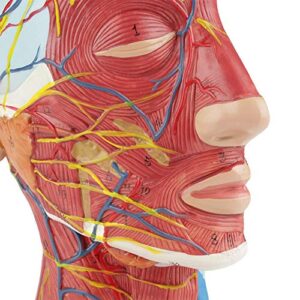 Brain Model Anatomical Medical Scientific Education Human Head Brain Neck Median Section Study Model with Muscular Vascular Internal Structure