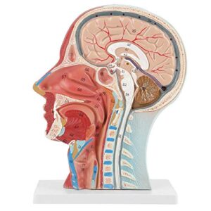 Brain Model Anatomical Medical Scientific Education Human Head Brain Neck Median Section Study Model with Muscular Vascular Internal Structure