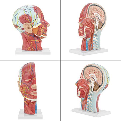 Brain Model Anatomical Medical Scientific Education Human Head Brain Neck Median Section Study Model with Muscular Vascular Internal Structure