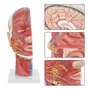 Brain Model Anatomical Medical Scientific Education Human Head Brain Neck Median Section Study Model with Muscular Vascular Internal Structure