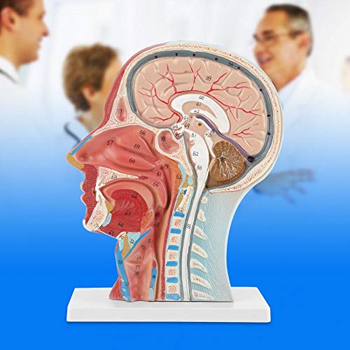 Brain Model Anatomical Medical Scientific Education Human Head Brain Neck Median Section Study Model with Muscular Vascular Internal Structure