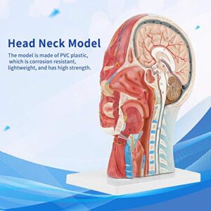 Brain Model Anatomical Medical Scientific Education Human Head Brain Neck Median Section Study Model with Muscular Vascular Internal Structure